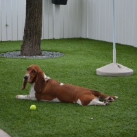 Artificial Lawn Jackson, Ohio Artificial Turf For Dogs, Dog Kennels