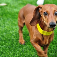 Artificial Turf Port Jefferson, Ohio Artificial Turf For Dogs, Dogs