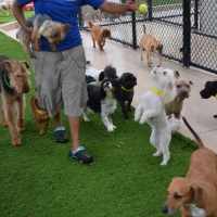 Lawn Services Forest, Ohio Pet Grass, Dogs