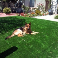 Turf Grass Urbancrest, Ohio Dog Park, Landscaping Ideas For Front Yard