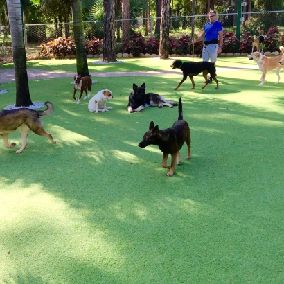 How To Install Artificial Grass Piqua, Ohio Artificial Grass For Dogs, Dog Kennels