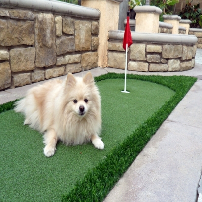 Synthetic Lawn Duncan Falls, Ohio Artificial Putting Greens, Dogs Park