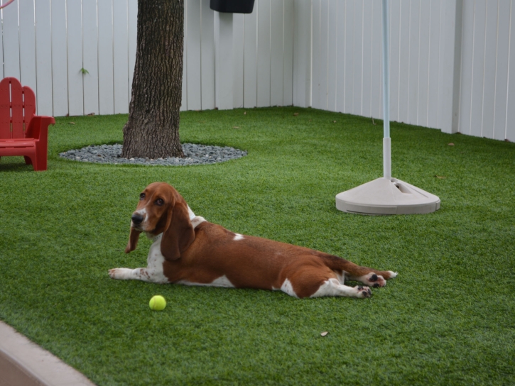Artificial Lawn Jackson, Ohio Artificial Turf For Dogs, Dog Kennels
