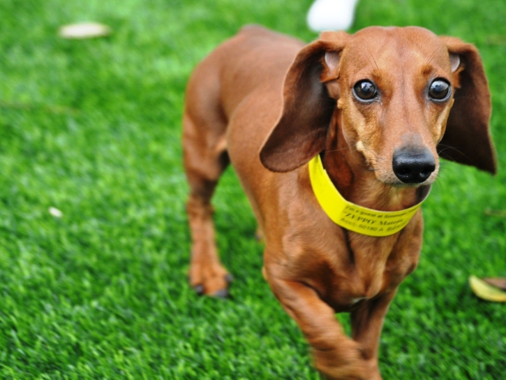 Artificial Turf Port Jefferson, Ohio Artificial Turf For Dogs, Dogs