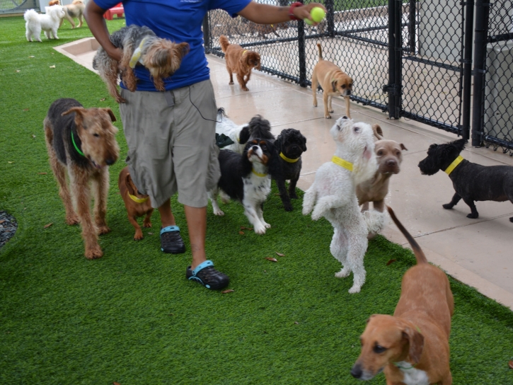 Lawn Services Forest, Ohio Pet Grass, Dogs