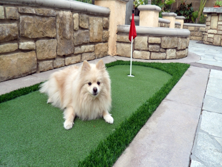 Synthetic Lawn Duncan Falls, Ohio Artificial Putting Greens, Dogs Park